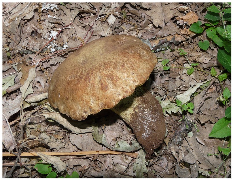 Stesso Boletus...?